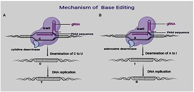 Base Editing in Plants: Applications, Challenges, and Future Prospects